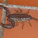 scorpian